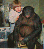 Kanzi readies for a speech lesson.